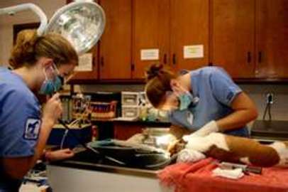 Different Types Of Jobs in the Veterinary Field