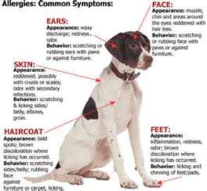 the Most Common Diseases in Dogs