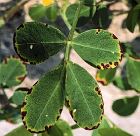 About Elm Tree Diseases And Treatments