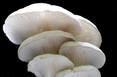 About the Erysiphales Fungus
