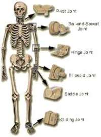 Five Types Of Bone Diseases	