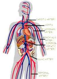 How To Prevent Artery Diseases	