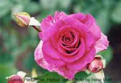 About Diseases Rose