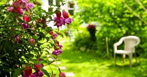 The Best Plants For An in Home Garden