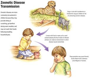 the Most Common Zoonotic Disease