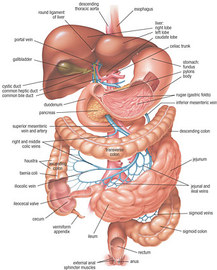 Bloating And Digestive Diseases