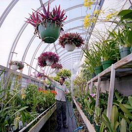 How To Grow Plants in a Garden Greenhouse