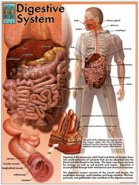 Remedies Of Diseases Of The Digestive System	