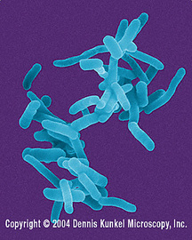 How Shigella Is Treated