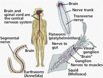 What Makes the Nervous System Nervous?
