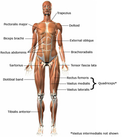 How To Protect Yourself From Mascular Disease	