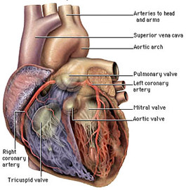 What Are The Causes Of Cardiac Diseases	