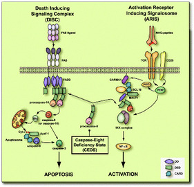 How To Treat Immunological Diseases	