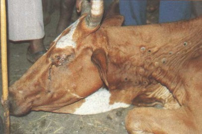  What Are The Causes Of Bovine Diseases	