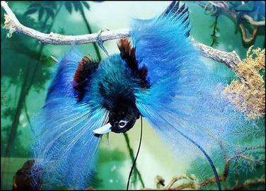 Information About the Bird Of Paradise