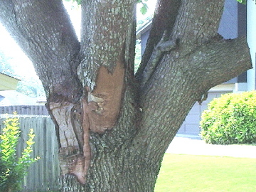 What Are The Causes Of  Bark Tree Diseases 