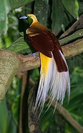 Information About the Bird Of Paradise