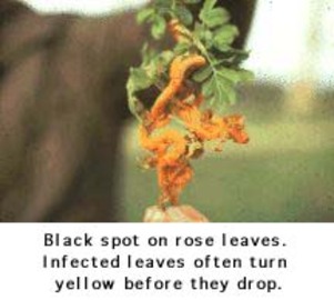 About Diseases Rose