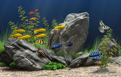 How To Discover And Prevent Aquarium Fish Diseases	