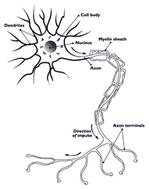 Foods That Cause Diseases In Nerve 