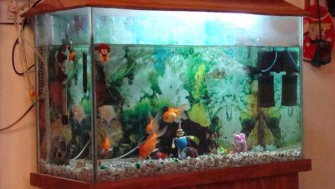 How To Discover And Prevent Aquarium Fish Diseases	