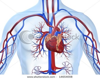 Common Diseases Of the Cardiovascular System