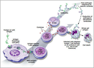 How To Treat Immunological Diseases	