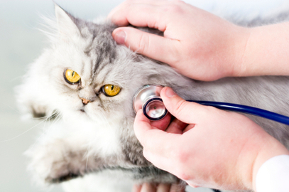 What Are The Causes Of Cats Diseases 