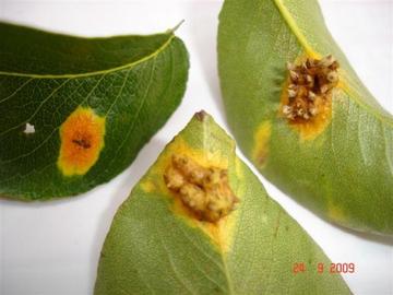   What Are The Causes Of Aspen Tree Diseases	