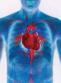 Common Diseases Of the Cardiovascular System