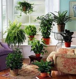 Discover 8 Tips For Plants Home