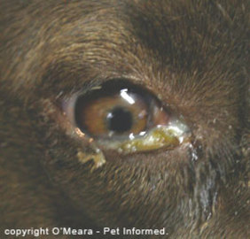 Signs Of Dystemper in Animals