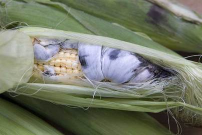 Types Of Corn Diseases