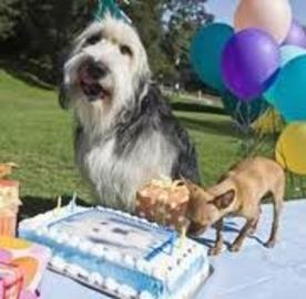 Tips To Plan Dog Birthday Parties	