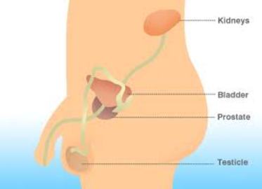 What Cancer Are Men Prone To