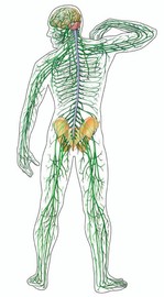 What Makes the Nervous System Nervous?