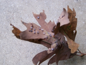 5 Common Signs Of Oak Diseases	