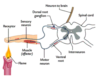 What Is the Role Of the Nervous System?