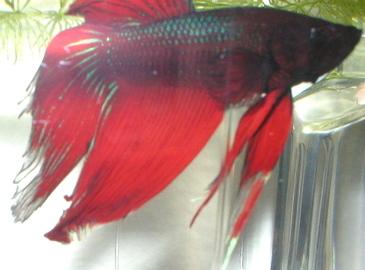 Early Signs Of Betta Finrot