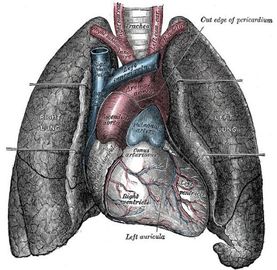 Information About Diseases Of The Lung