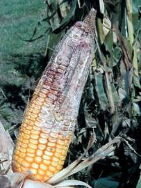 Types Of Corn Diseases