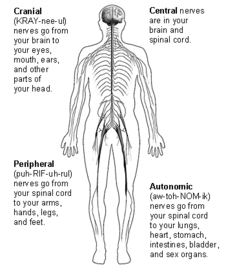 What Makes the Nervous System Nervous?