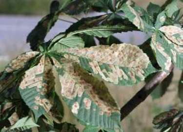 About What Causes Leaves To Shrivel