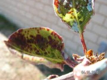 Types Of Pear Tree Diseases