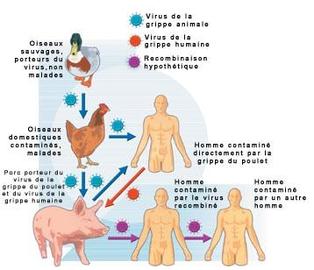 Swine Diseases That Are Contagious To Humans