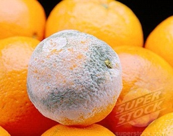 About Citri Fungus That Grows on Oranges