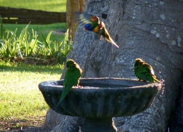 How To Build a Bird Bath