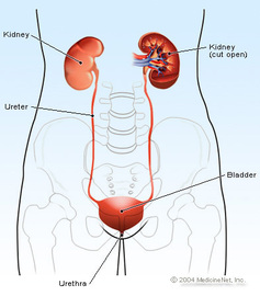 How To Treat a Urinary Infection Tract