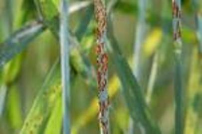 How To Treat Wheat Rust