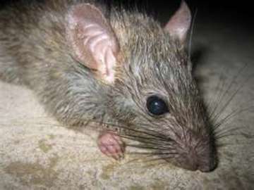   How To Prevent Rat Diseases	